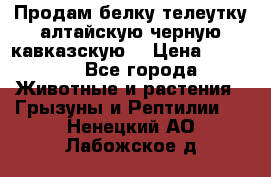 Продам белку телеутку алтайскую,черную кавказскую. › Цена ­ 5 000 - Все города Животные и растения » Грызуны и Рептилии   . Ненецкий АО,Лабожское д.